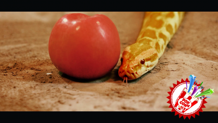 Сахродаги “Тановар”. Гулсанам Мамазоитовадан