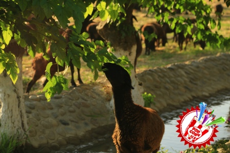 Суратлардаги ноодатий образлар... Шоу-бизнеснинг энг ёрқин намоёндалари иштирокида... яна нима бўлиши мумкин?