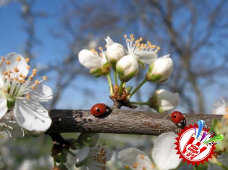 Наврўзинг муборак Ўзбекистоним!