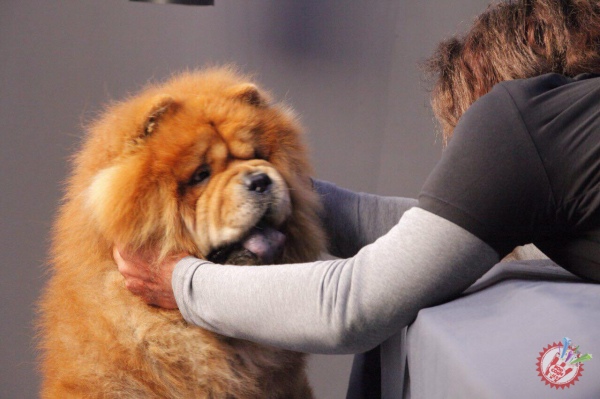 “Севгимсан” тез куда видеоклипи билан