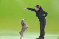 Будур ҳаммани рақсга чорлайди