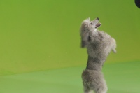 Будур ҳаммани рақсга чорлайди