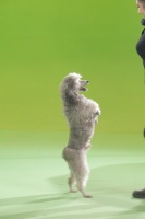 Будур ҳаммани рақсга чорлайди