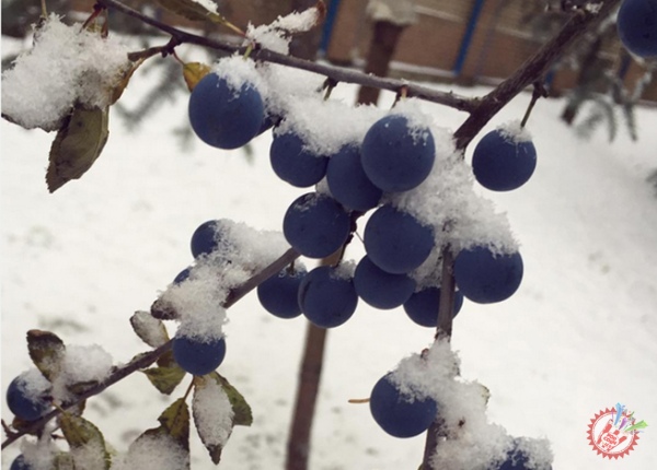 Машҳурлар қишнинг илк куни билан қутлашди