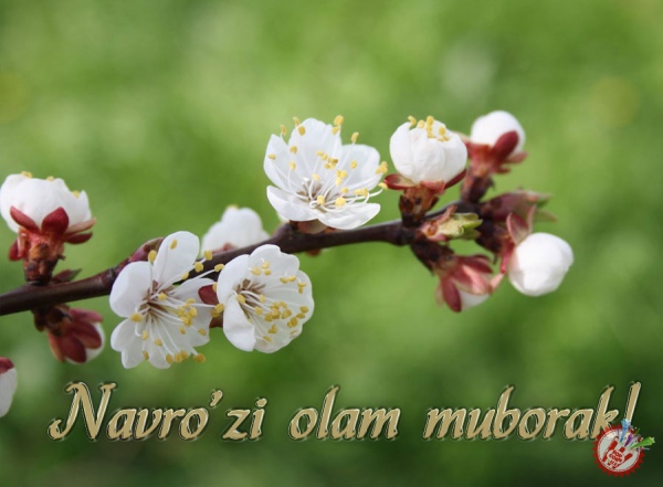 Наврўзинг муборак Ўзбекистоним!