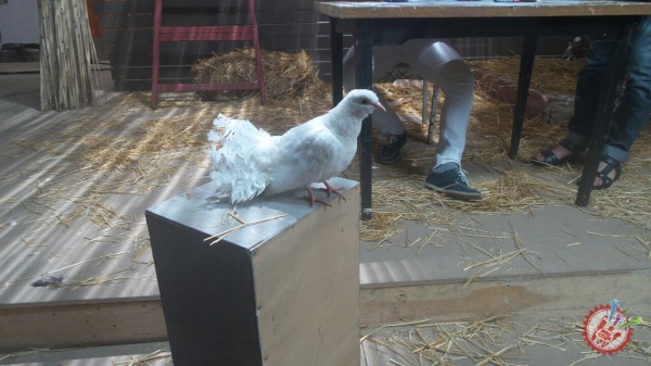 Отабек Муталхўжаев янги видеоклип устида ишламоқда