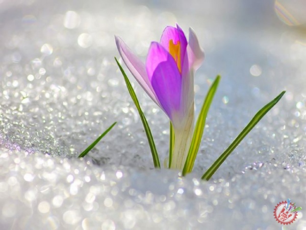 ОРЗИҚИБ КУТГАНИМ КЕЛДИНГМИ БАҲОР?