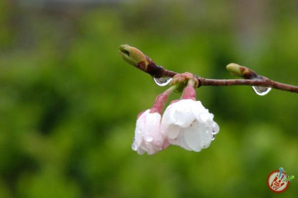 ОРЗИҚИБ КУТГАНИМ КЕЛДИНГМИ БАҲОР?