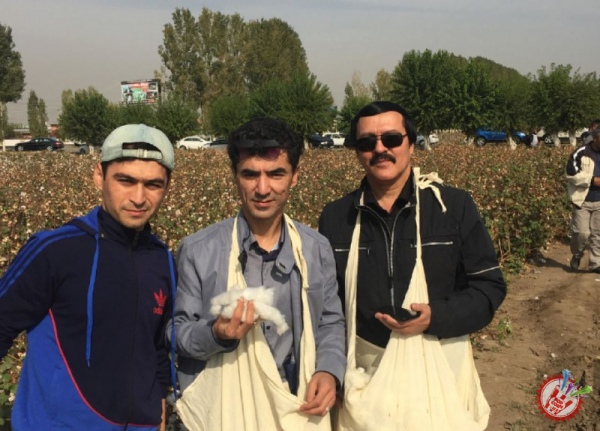 Санъаткорлар пахта теримида